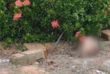 Moradores encontram cabeça humana no bairro Cidade Nova