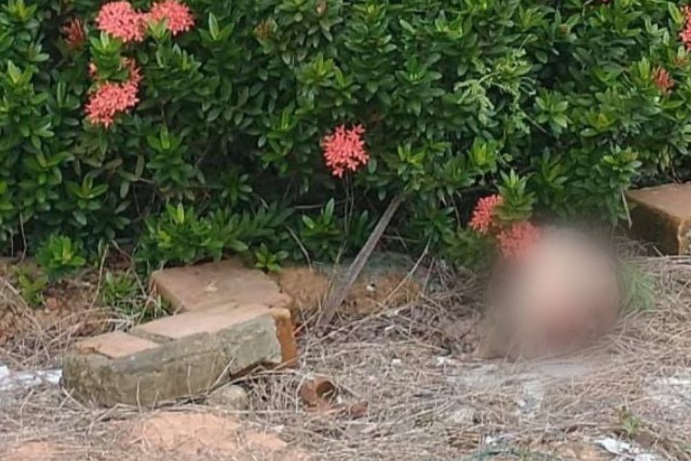 Moradores encontram cabe&ccedil;a humana no bairro Cidade Nova