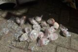 Homem é preso com quase 500 trouxinhas de drogas na Zona oeste de Manaus