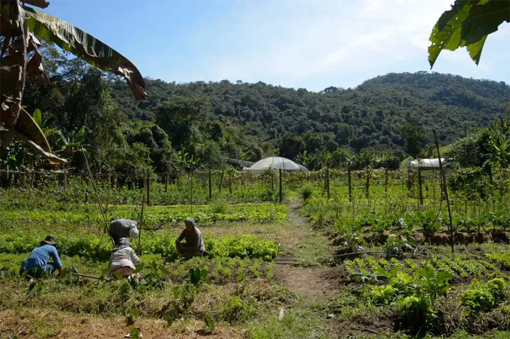 No Brasil, 15 mi de hectares de imóveis rurais se sobrepõem a florestas; AM é o estado com maior concentração