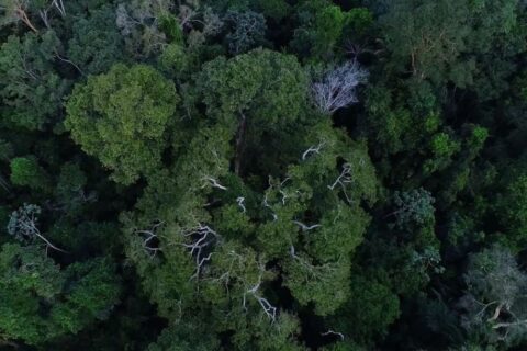 Desmatamento na Amazônia cai 60% em janeiro deste ano