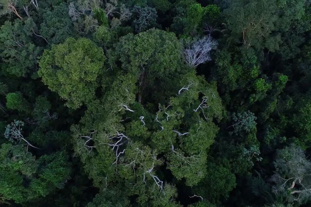 Desmatamento na Amaz&ocirc;nia cai 60% em janeiro deste ano