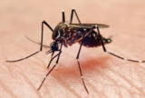 Anvisa vai priorizar registro de dispositivos para diagnóstico da dengue