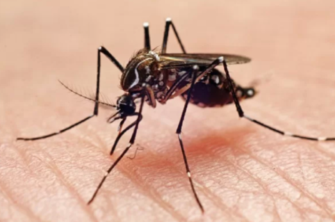 Anvisa vai priorizar registro de dispositivos para diagnóstico da dengue