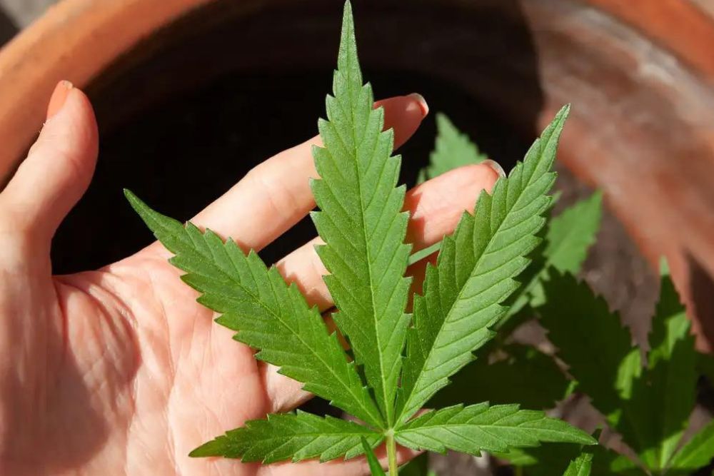 STJ convoca audiência pública sobre plantio de maconha para remédios