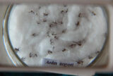 Estratégia de combate ao Aedes com larvicida vira política nacional