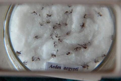 Estratégia de combate ao Aedes com larvicida vira política nacional