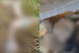 Cabeça, pernas e braço são encontrados às margens do rio no Centro de Manaus