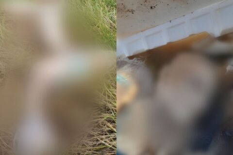Cabeça, pernas e braço são encontrados às margens do rio no Centro de Manaus