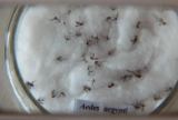 Brasil contabiliza 391 mortes por dengue