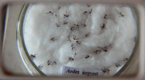 Brasil contabiliza 391 mortes por dengue