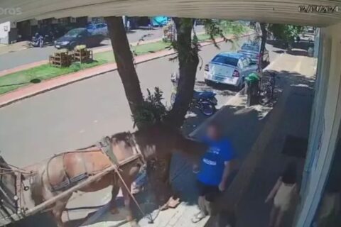 Vereador é mordido por cavalo amarrado em árvore