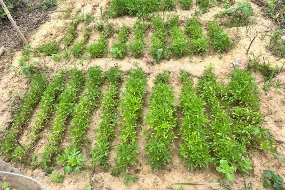 PF destrói aproximadamente 190 mil pés de maconha PF destrói aproximadamente 190 mil pés de maconha