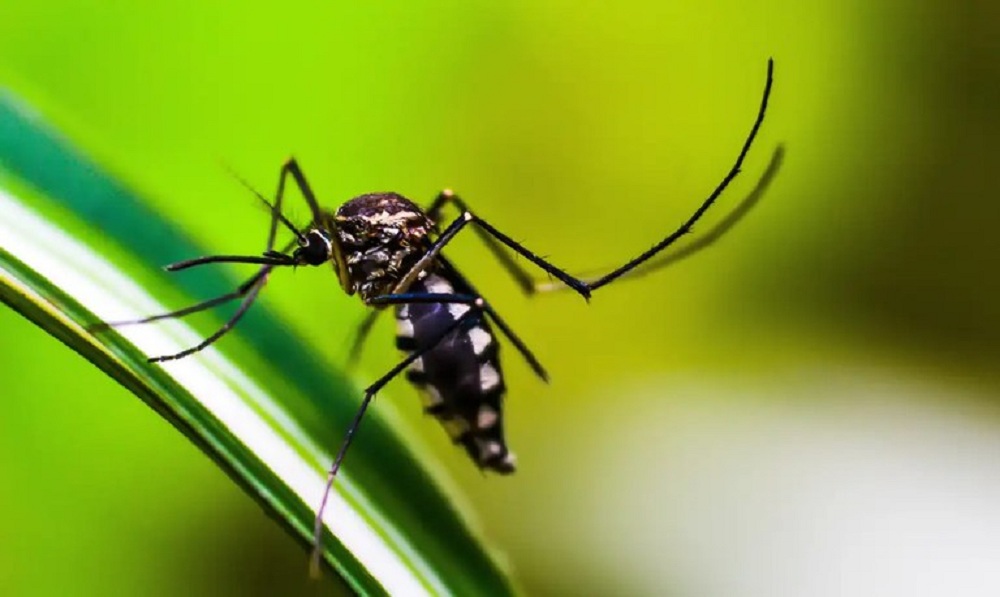 Dengue: Norte, Centro-Oeste e Sudeste registram desacelera&ccedil;&atilde;o de casos