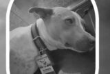 Cachorro ‘mascote’ do TJAM morre atropelado na avenida André Araújo