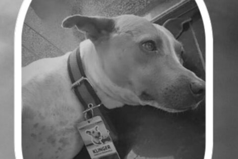Cachorro ‘mascote’ do TJAM morre atropelado na avenida André Araújo