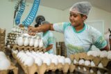 Pavimentação de Ramais em Manacapuru impulsiona produção de ovos e de macaxeira