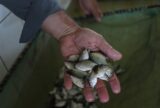 Sepror atende 500 piscicultores com entregas de alevinos e pós-larvas no 1º trimestre de 2024