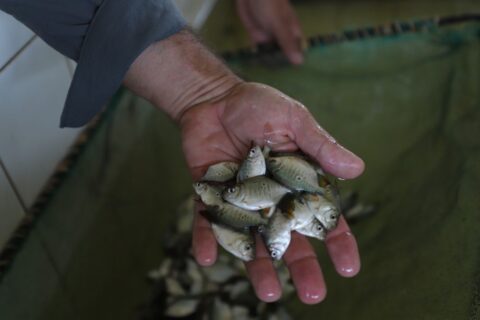 Sepror atende 500 piscicultores com entregas de alevinos e pós-larvas no 1º trimestre de 2024