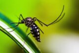 Amazonas registra primeira morte por dengue