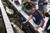 Pecuaristas do Amazonas destacam importância da vacinação em rebanhos bovinos e bubalinos