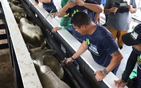 Pecuaristas do Amazonas destacam importância da vacinação em rebanhos bovinos e bubalinos