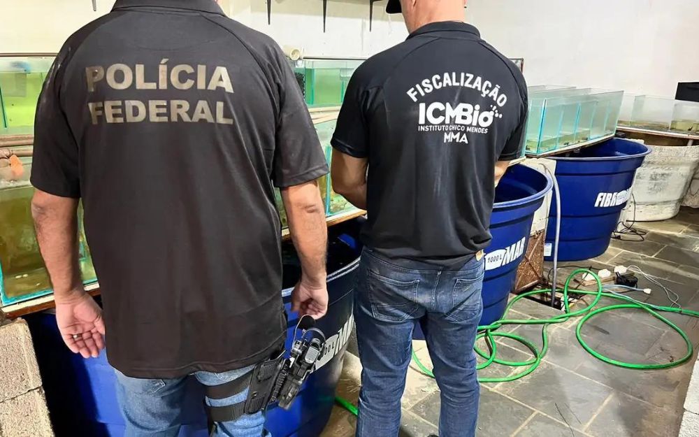 PF faz operação contra venda de animais marinhos ameaçados de extinção PF faz operação contra venda de animais marinhos ameaçados de extinção