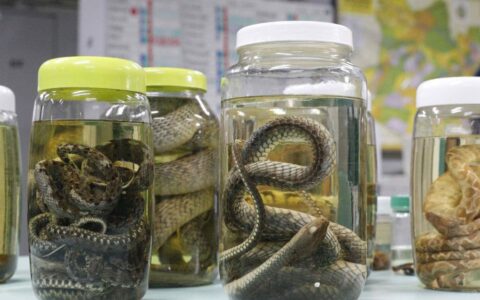 SES-AM alerta para prevenção de acidentes com animais peçonhentos