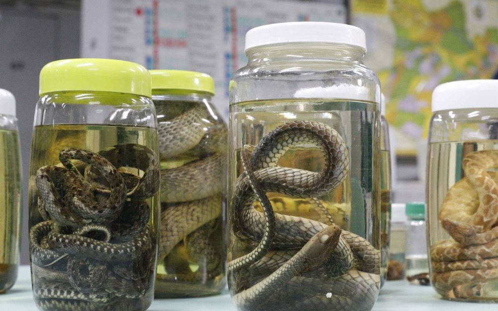 SES-AM alerta para preven&ccedil;&atilde;o de acidentes com animais pe&ccedil;onhentos