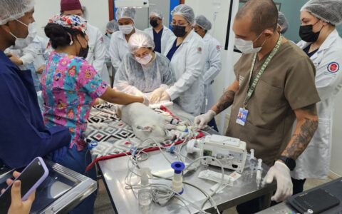 Com preços acessíveis, hospital veterinário passa a ofertar cirurgias de castração para cães e gatos em Manaus