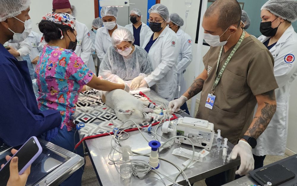 Com preços acessíveis, hospital veterinário passa a ofertar cirurgias de castração para cães e gatos em Manaus Com preços acessíveis, hospital veterinário passa a ofertar cirurgias de castração para cães e gatos em Manaus