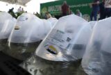 Amazonas beneficia 622 piscicultores de 18 municípios com pós-larvas e alevinos de tambaqui