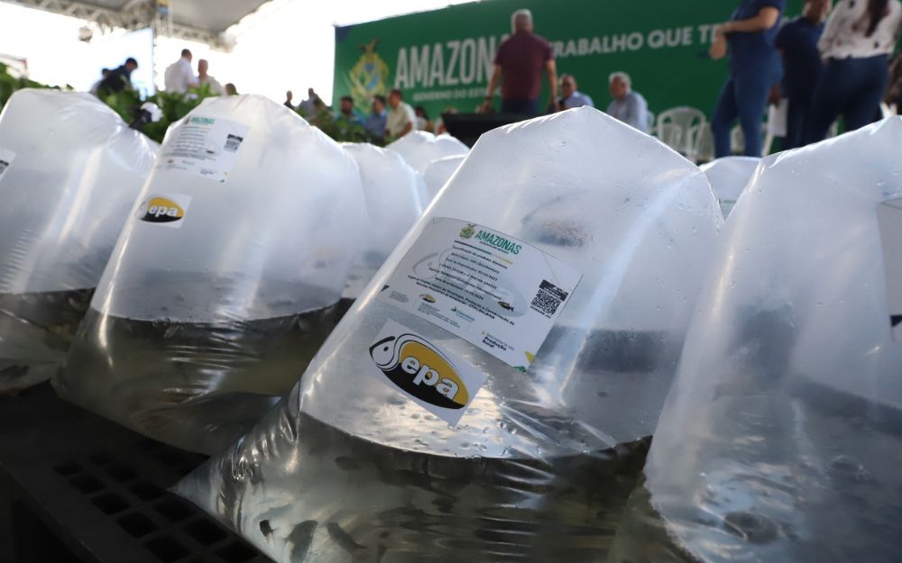 Amazonas beneficia 622 piscicultores de 18 munic&iacute;pios com p&oacute;s-larvas e alevinos de tambaqui