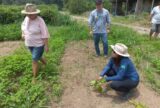 Técnicos do Idam garantem assistência técnica a produtores de café da Vila de Lindoia