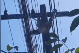 Preguiça é flagrada passeando em fios elétricos na avenida do Turismo