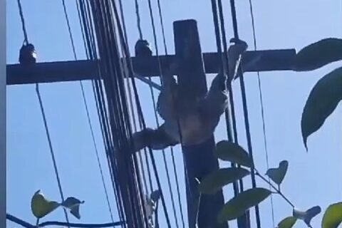 Preguiça é flagrada passeando em fios elétricos na avenida do Turismo