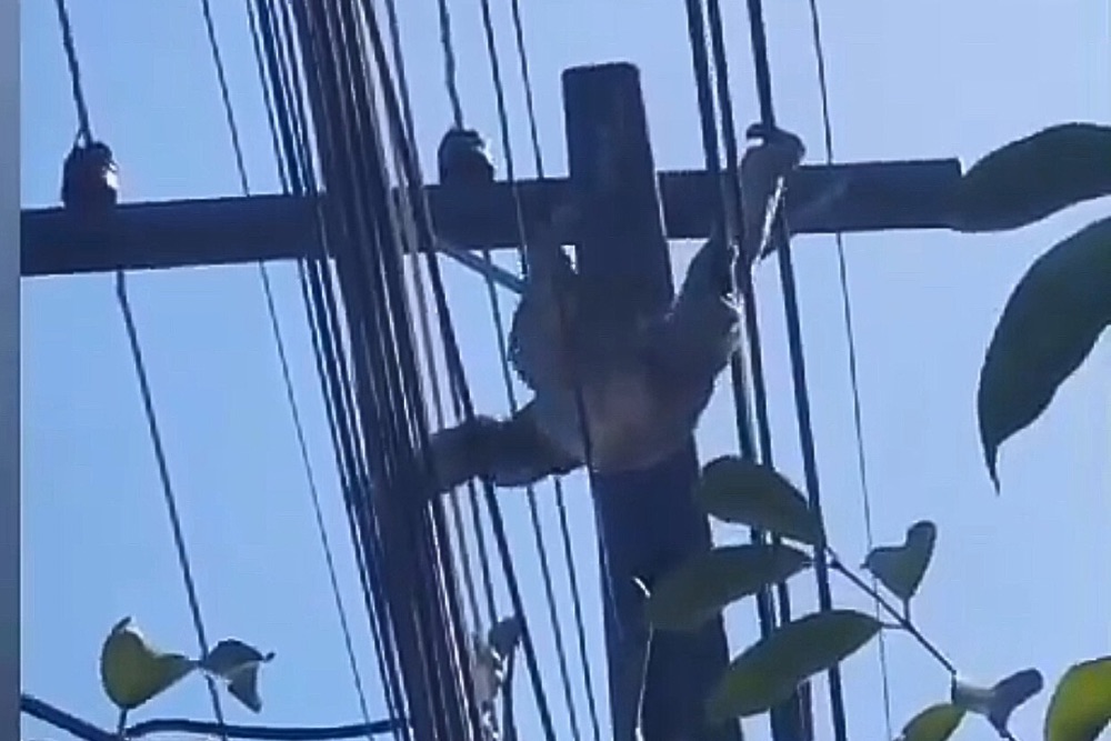 Pregui&ccedil;a &eacute; flagrada passeando em fios el&eacute;tricos na avenida do Turismo