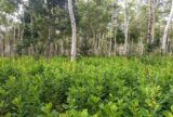Brasil deve recuperar 25 milhões de hectares de vegetação nativa