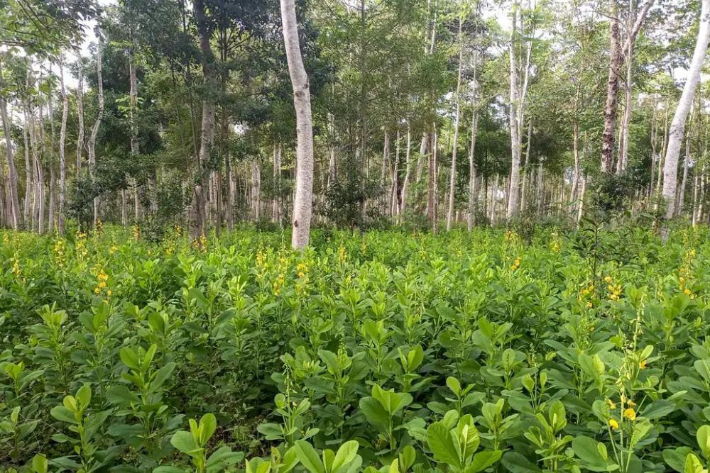 Brasil deve recuperar 25 milhões de hectares de vegetação nativa Brasil deve recuperar 25 milhões de hectares de vegetação nativa