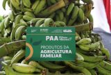 Sepror arrecada mais de 52 toneladas de alimentos orgânicos através do PAA