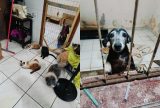 Hotel 'Pet' é autuado por insalubridade e estrutura precária em Manaus