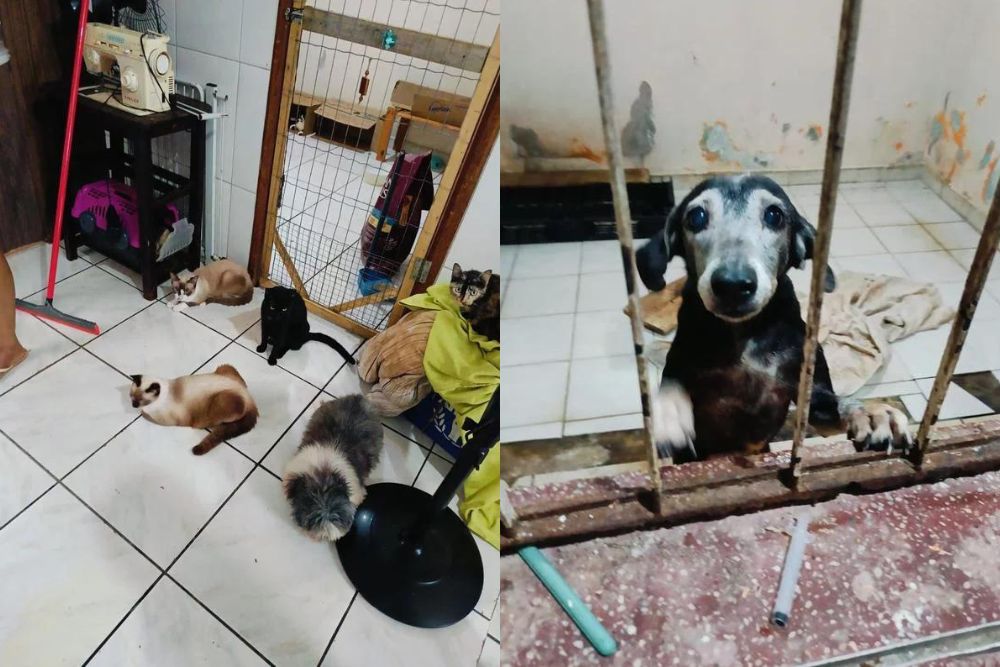Hotel 'Pet' é autuado por insalubridade e estrutura precária em Manaus Hotel 'Pet' é autuado por insalubridade e estrutura precária em Manaus