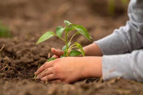 Projeto Justiça Verde promove plantio de mudas nativas em Presidente Figueiredo