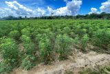 'Dia da Mandioca': Idam ressalta importância da cultura para agricultura familiar do Amazonas
