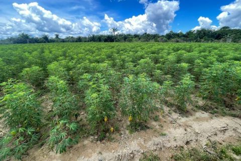'Dia da Mandioca': Idam ressalta importância da cultura para agricultura familiar do Amazonas