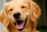 Câmara aprova projeto que obriga aéreas a rastrear transporte de pets