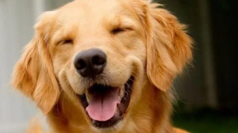 Câmara aprova projeto que obriga aéreas a rastrear transporte de pets