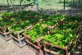 Agricultores de Itapiranga vão receber 1,5 mil mudas de castanha-do-Brasil