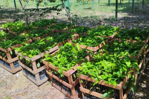 Agricultores de Itapiranga vão receber 1,5 mil mudas de castanha-do-Brasil