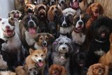 Abril Laranja: Cãominhada do bem-estar animal acontece em Manaus nesta sexta-feira (26)